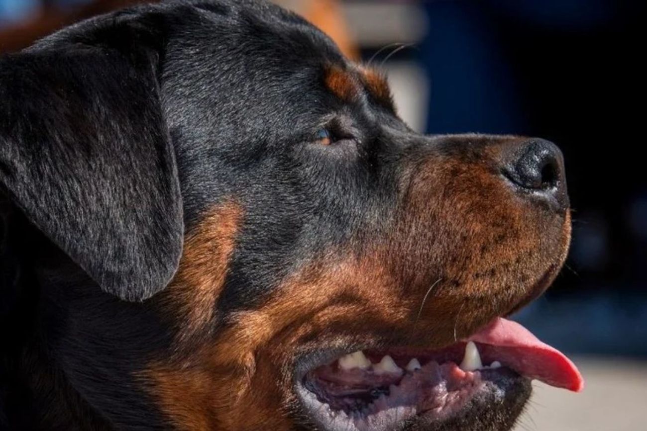 Comenzaron las charlas a tutores de perros y el sábado colocan los primeros chips en Santa Fe.