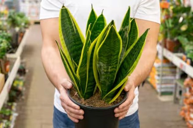 Muchas de las plantas más comunes en casas argentinas pueden ser peligrosas para perros y gatos si las ingieren.