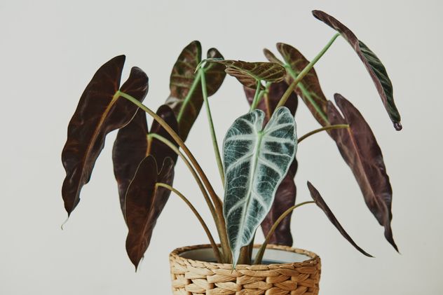 Las claves para evitar las puntas de las hojas de las plantas secas en otoño.