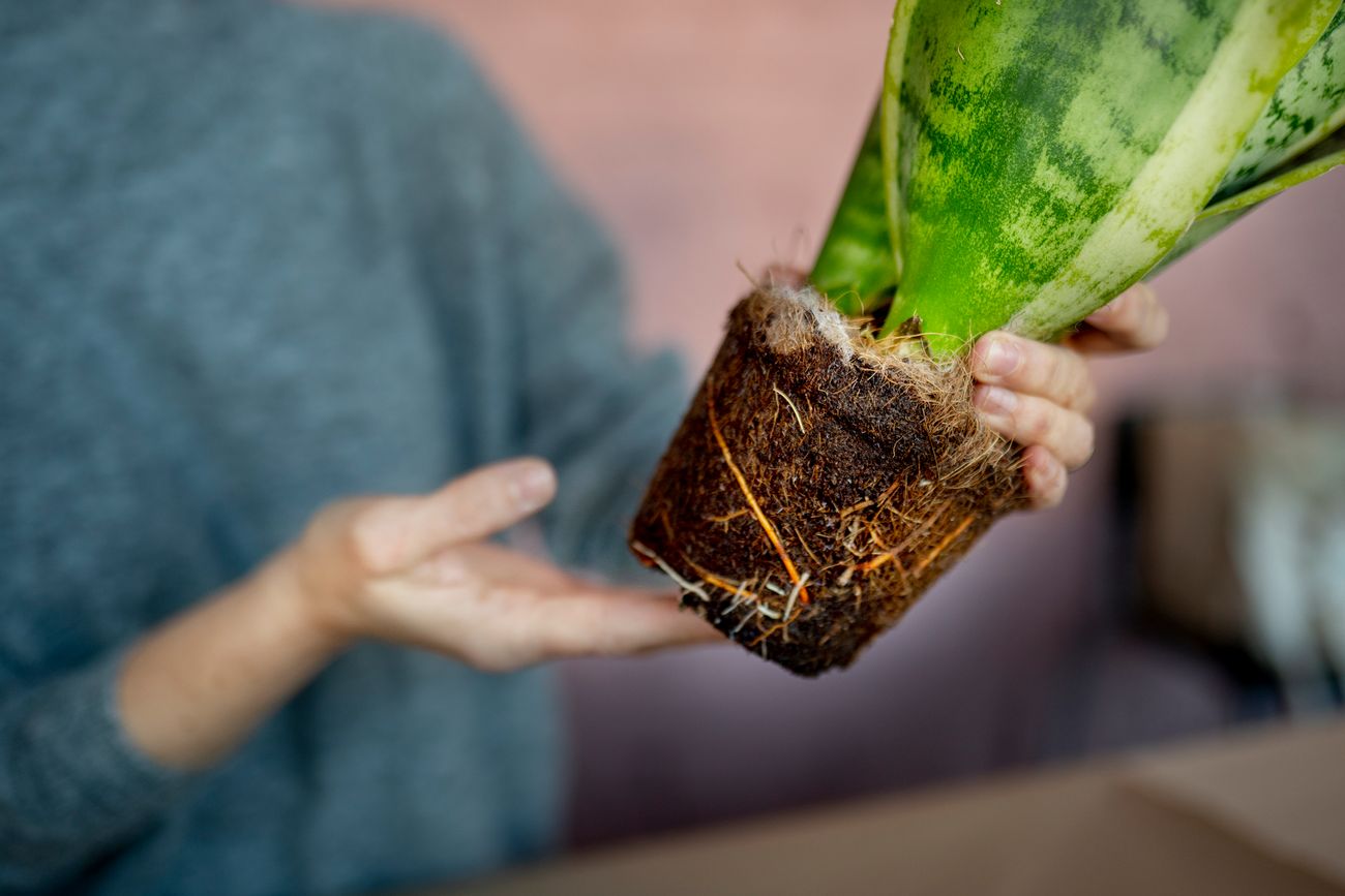 Las claves para evitar las puntas de las hojas de las plantas secas en otoño.