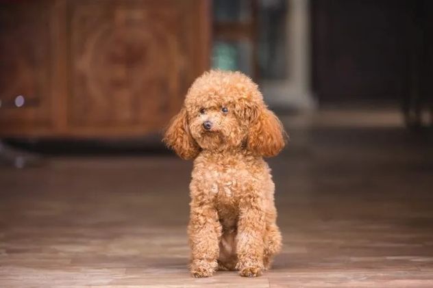 Perros pequeños: las 5 razas que parecen cachorros toda la vida.
