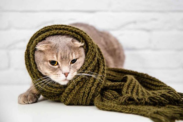 Los gatos toleran mejor el frío que los humanos, pero sufren con temperaturas inferiores a 7 °C.