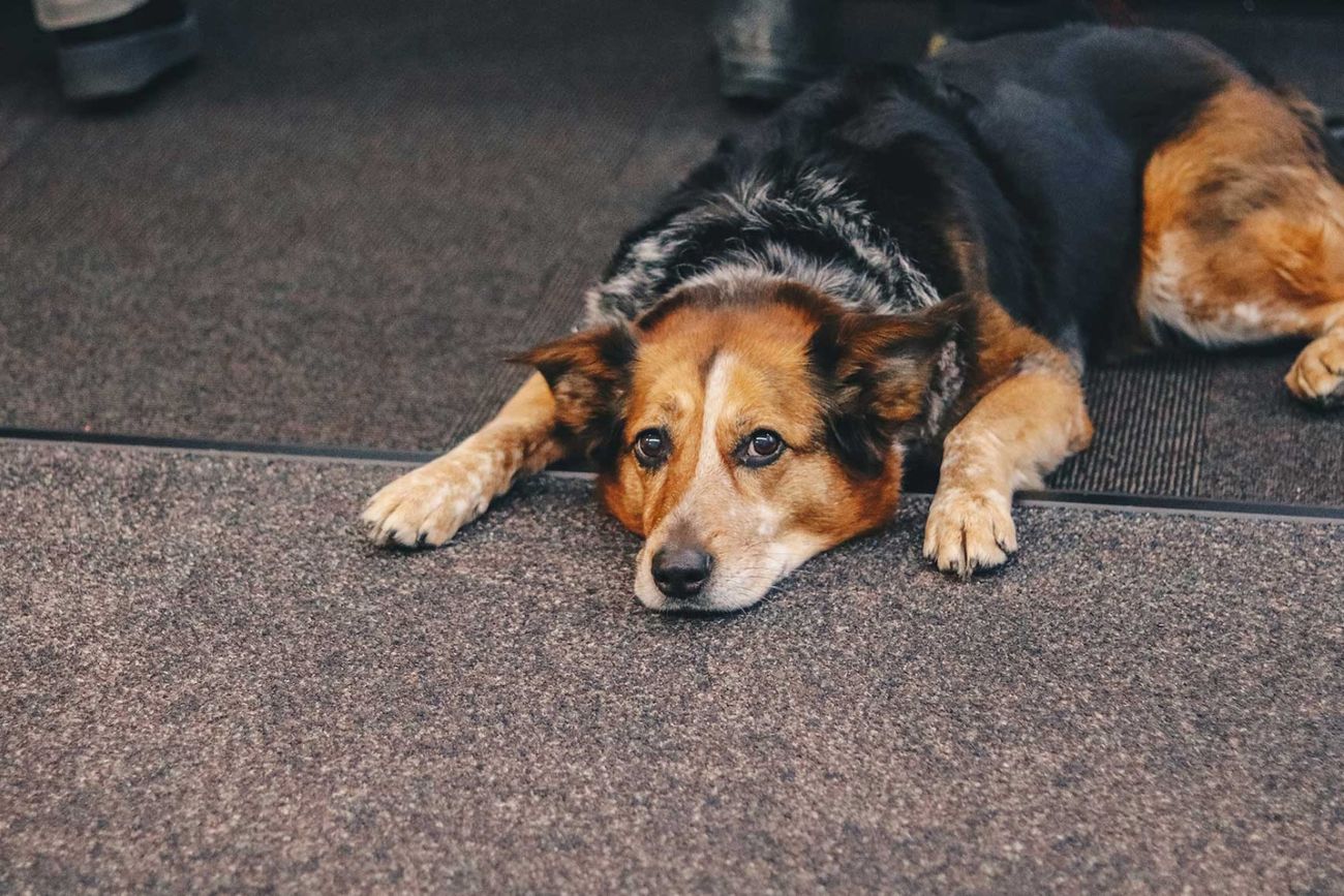 Perros aburridos: cómo detectarlo y qué hacer para evitar problemas de conducta.