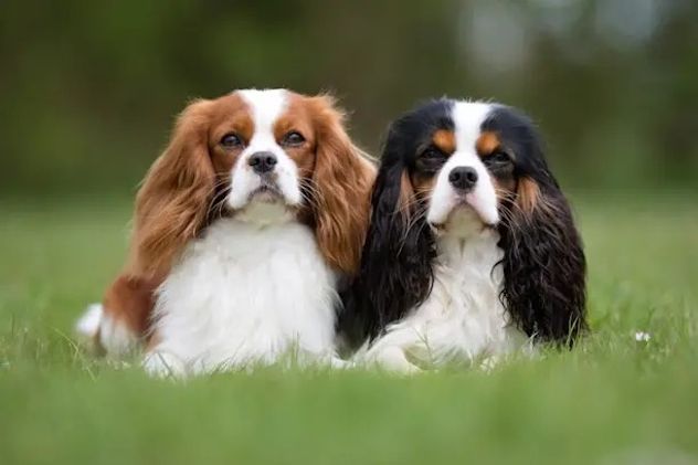 Perros pequeños: las 5 razas que parecen cachorros toda la vida.