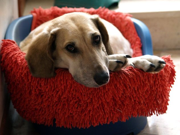 Perros aburridos: cómo detectarlo y qué hacer para evitar problemas de conducta.