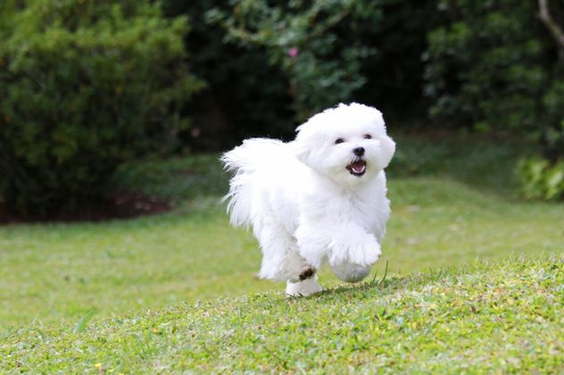 Perros pequeños: las 5 razas que parecen cachorros toda la vida.