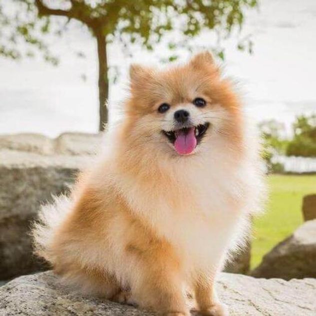 Perros pequeños: las 5 razas que parecen cachorros toda la vida.