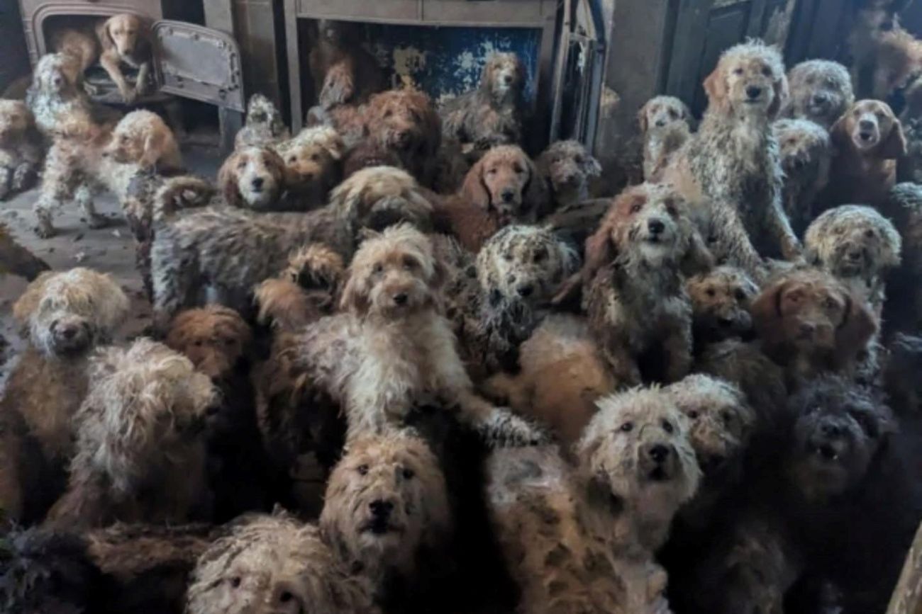 Rescataron a 250 caniches que vivían hacinados en una sola habitación