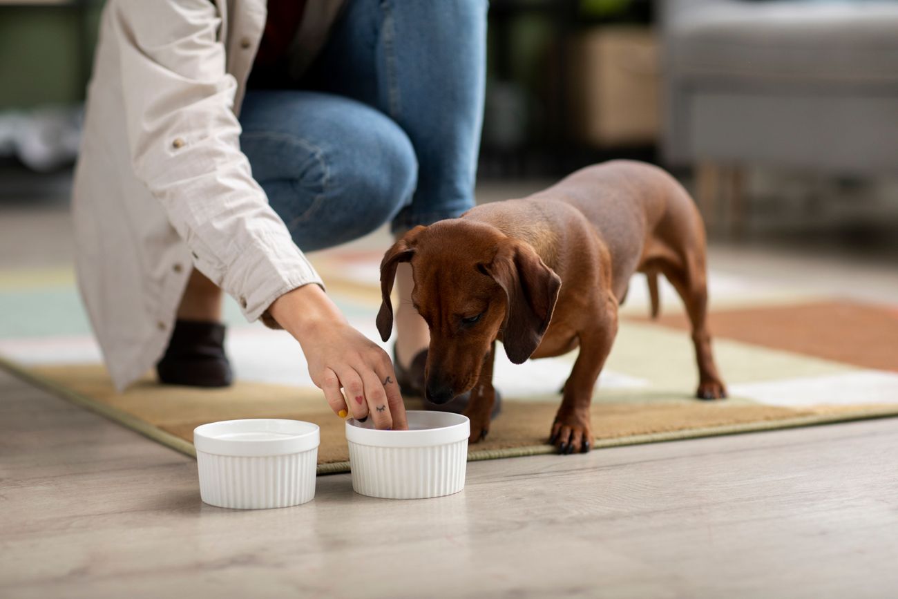 Cómo preparar caldo de huesos para los perros y cuáles son todos los beneficios.