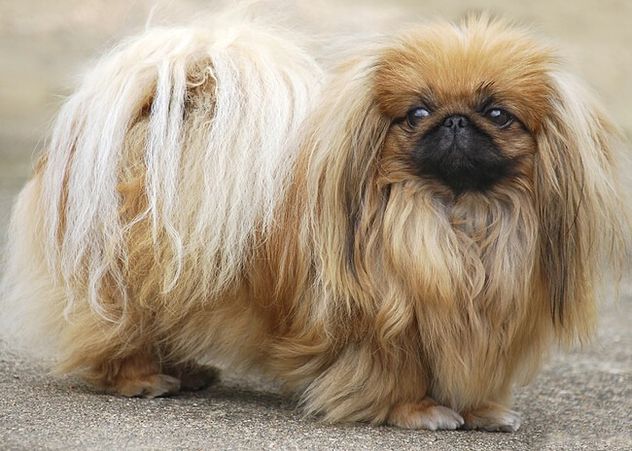 Perros pequeños: las 5 razas que parecen cachorros toda la vida.