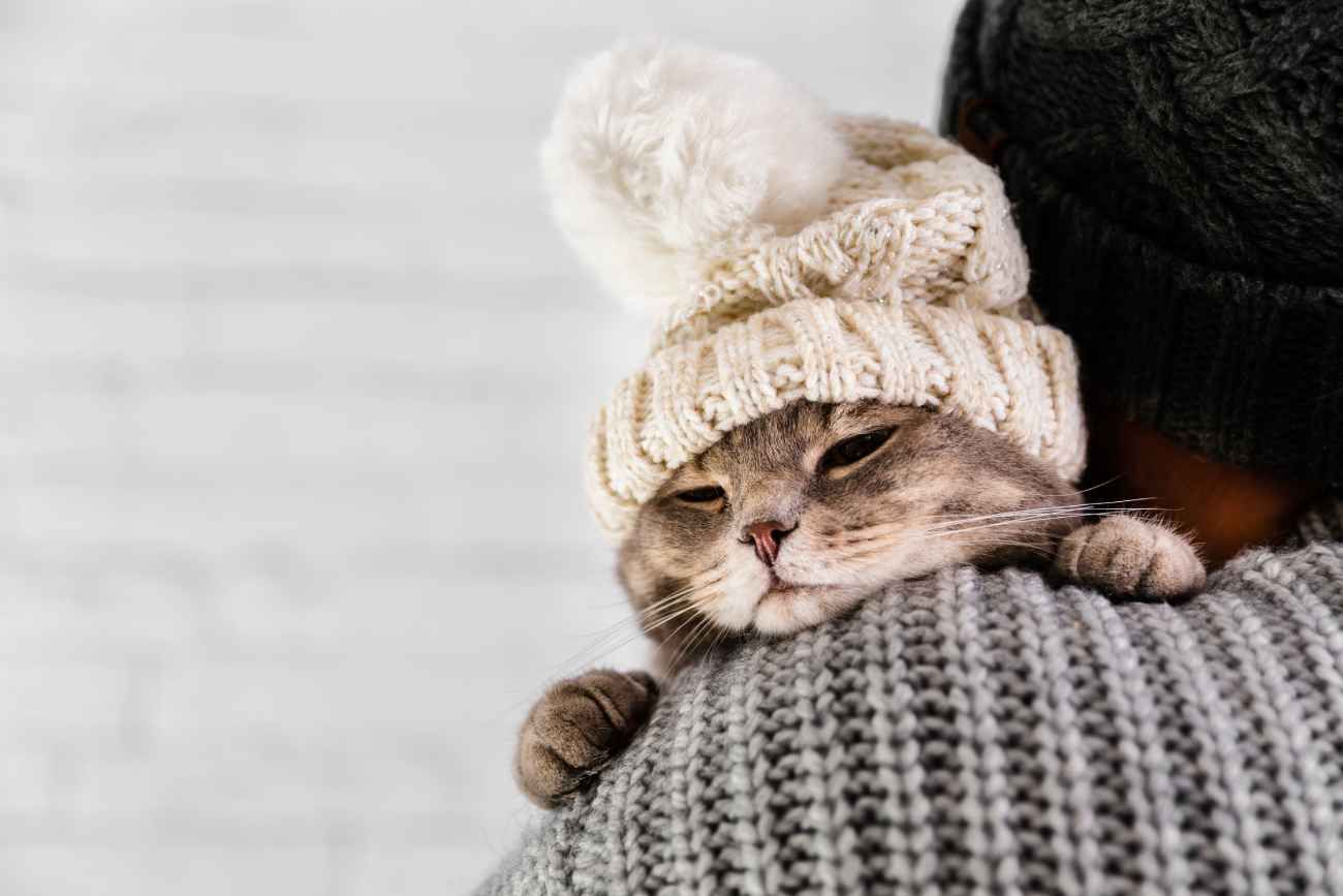 Los gatos toleran mejor el frío que los humanos, pero sufren con temperaturas inferiores a 7 °C.