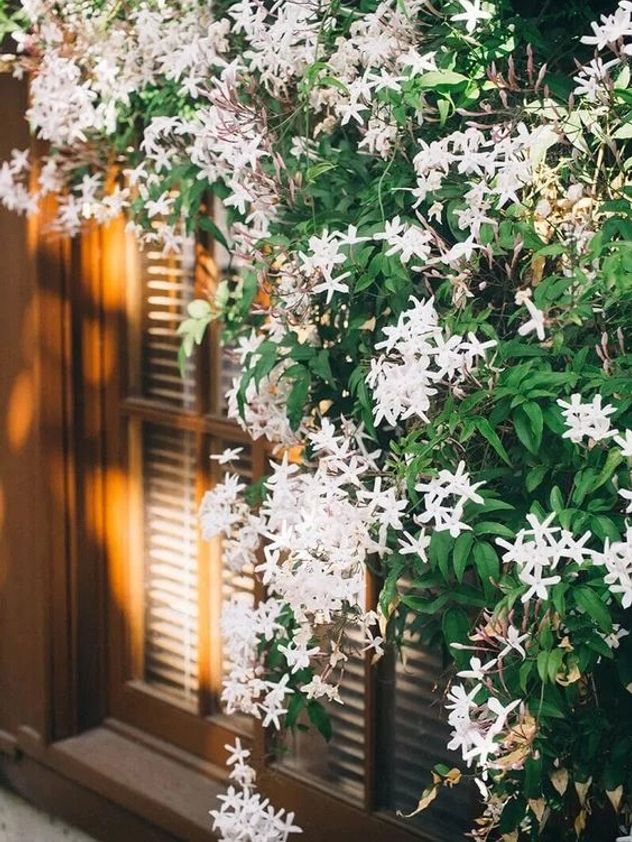 La planta trepadora ideal para el invierno: resiste el frío y llena de flores tu jardín.