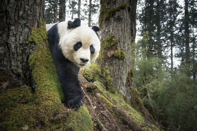 24- Un panda gigante salvaje fue captado por una cámara trampa en la Reserva Natural Nacional de Wanglang, en Sichuan, China. Esta imagen constituye una prueba crucial de la presencia continua de la especie en una de las áreas de conservación más importantes de China. 