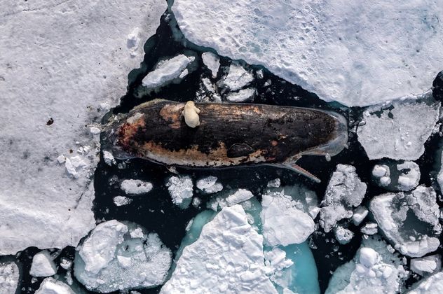 12- Una osa polar se alimenta del cadáver de un cachalote en el hielo polar, al norte del archipiélago noruego de Svalbard. 82° Norte, Aguas Internacionales. 