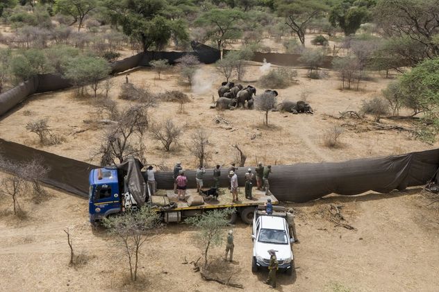 6-Cazadores profesionales abaten a una familia de elefantes identificada para su sacrificio en la Reserva de Vida Silvestre de Sango, en el Valle de Savé, Zimbabue. 
