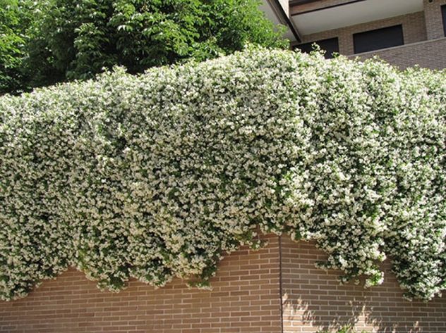 La planta trepadora ideal para el invierno: resiste el frío y llena de flores tu jardín.