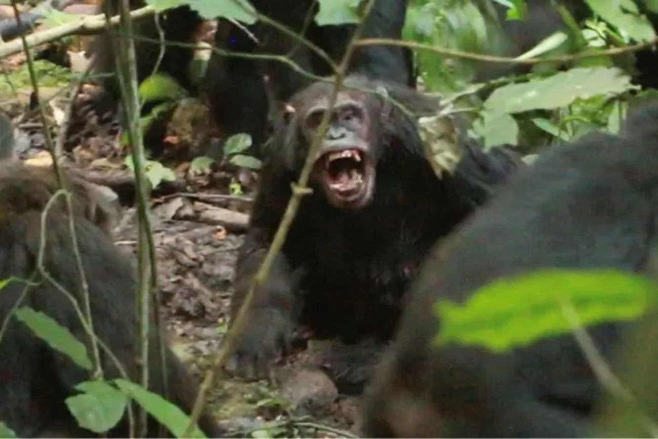 Científicos detectaron una “guerra civil” entre chimpancés en Uganda tras la ruptura inédita de un grupo