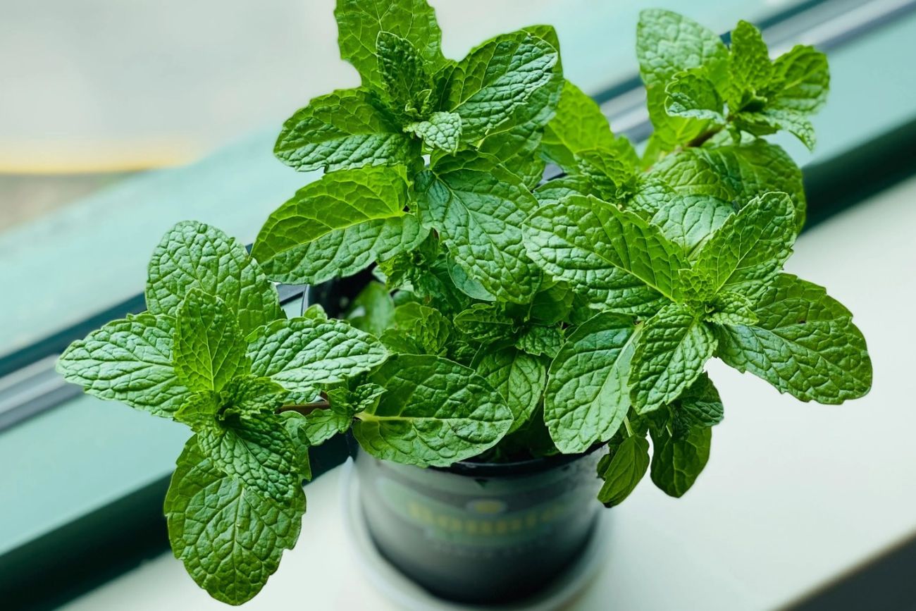 Cómo aromatizar la casa de forma natural: las mejores plantas para eliminar olores.