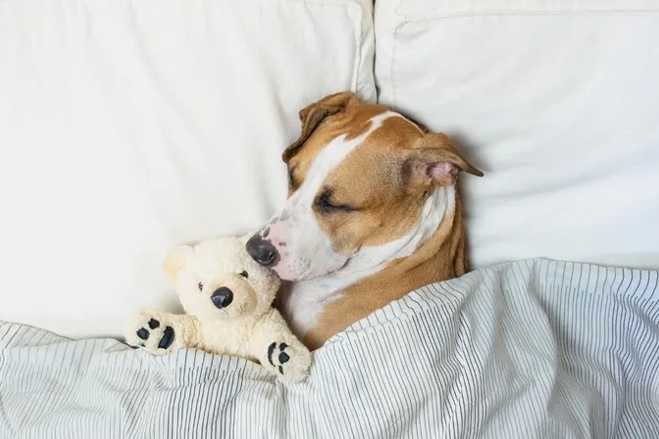 Por qué los perros duermen en tu almohada: qué significa este hábito, según la psicología.