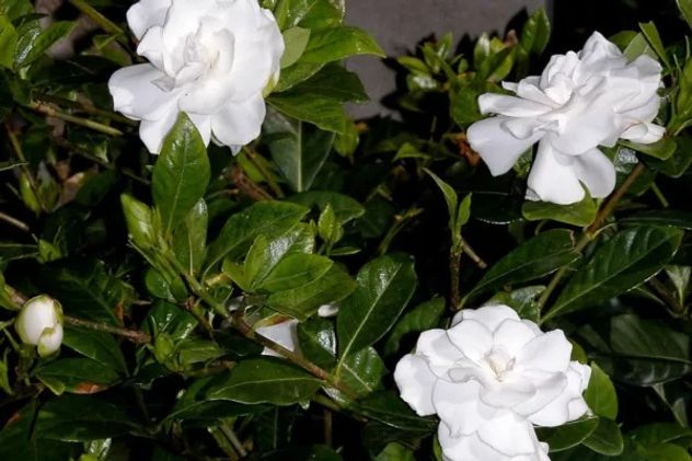 La planta que nunca deberías poner cerca de la ventana: atrae insectos sin que lo notes.