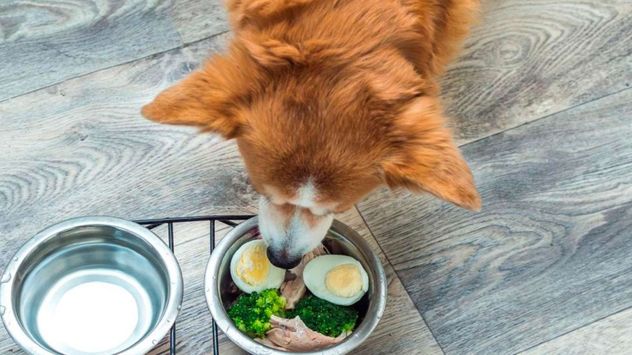 El huevo hervido, sin condimentos, puede ser un snack nutritivo para los perros si se ofrece con moderación.