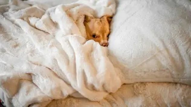 Por qué los perros duermen en tu almohada: qué significa este hábito, según la psicología.