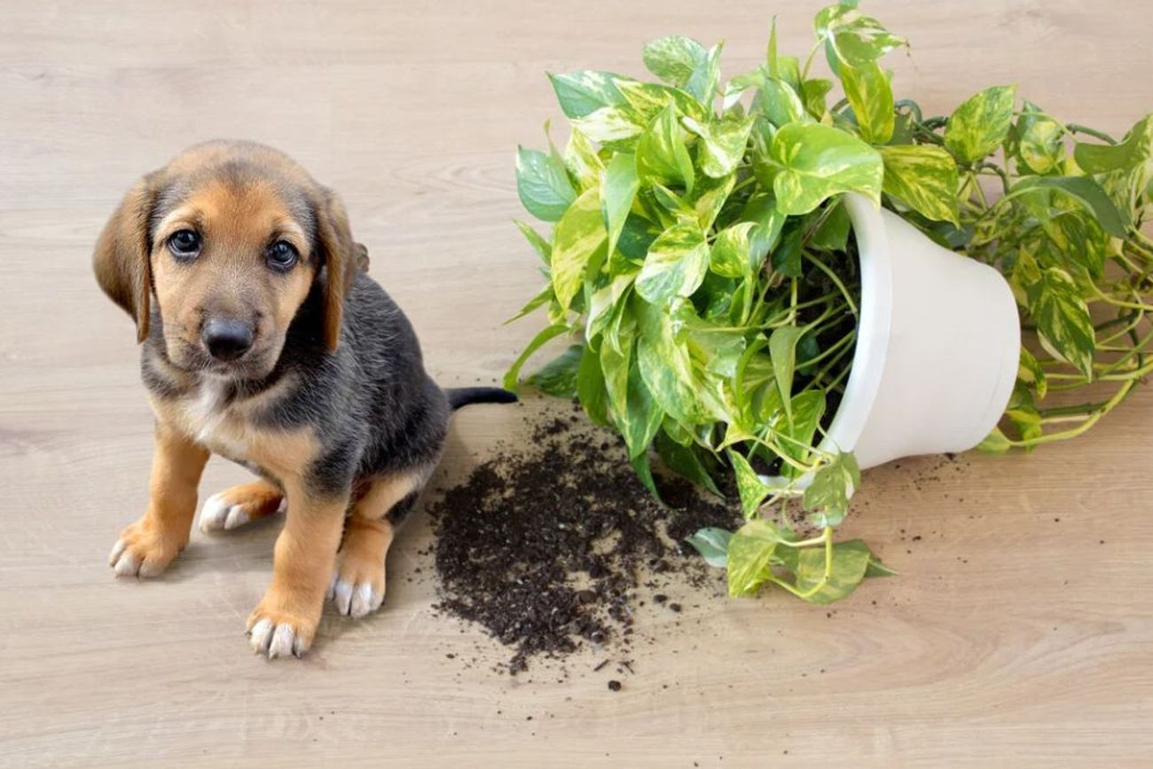 Qué plantas son tóxicas para mascotas (y cuáles son seguras)