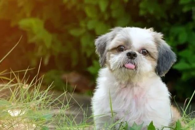 Las 5 razas de perros más tranquilas para tener en casa.