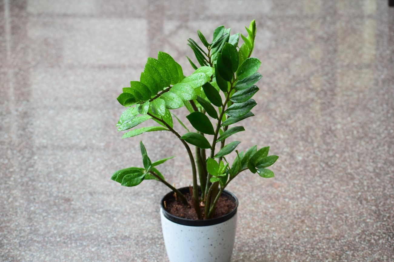 Cuál es la planta más resistente y elegante para decorar tu casa sin esfuerzo.