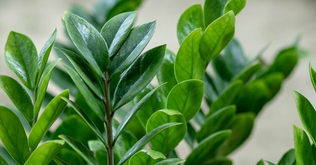 Cuál es la planta más resistente y elegante para decorar tu casa sin esfuerzo.