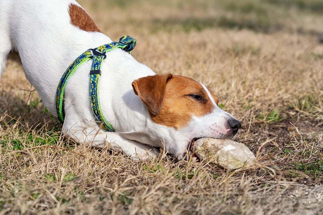 Por qué no deberías dejar que tu perro juegue con piedras.