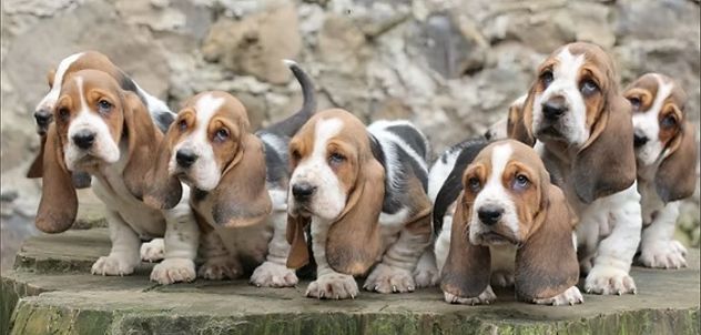 Las 5 razas de perros más tranquilas para tener en casa.