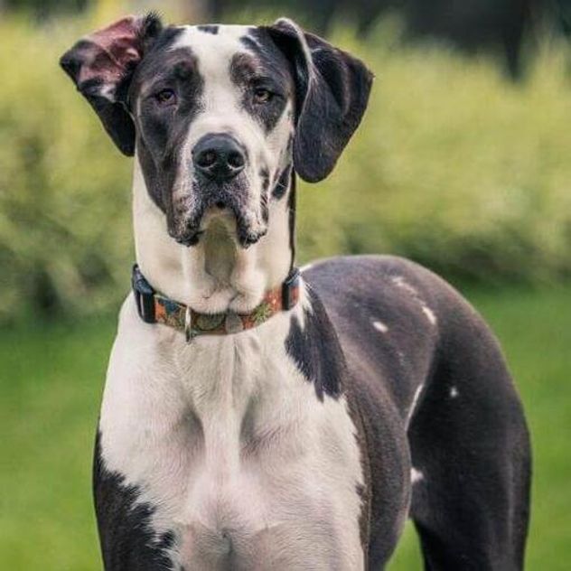 Las 5 razas de perros más tranquilas para tener en casa.