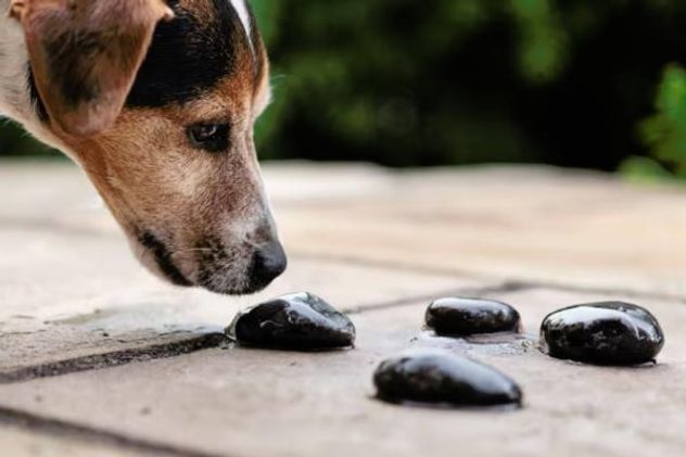 Por qué no deberías dejar que tu perro juegue con piedras.