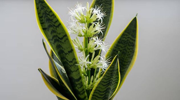 La flor de la planta Lengua de suegra.