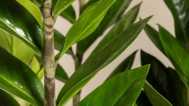 Cuál es la planta más resistente y elegante para decorar tu casa sin esfuerzo.