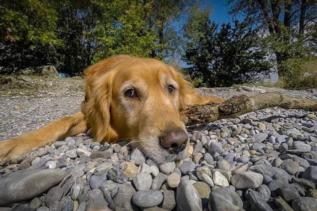 Por qué no deberías dejar que tu perro juegue con piedras.