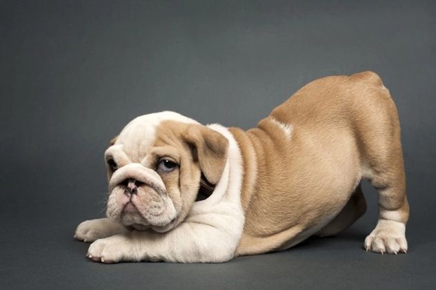 Las 5 razas de perros más tranquilas para tener en casa.
