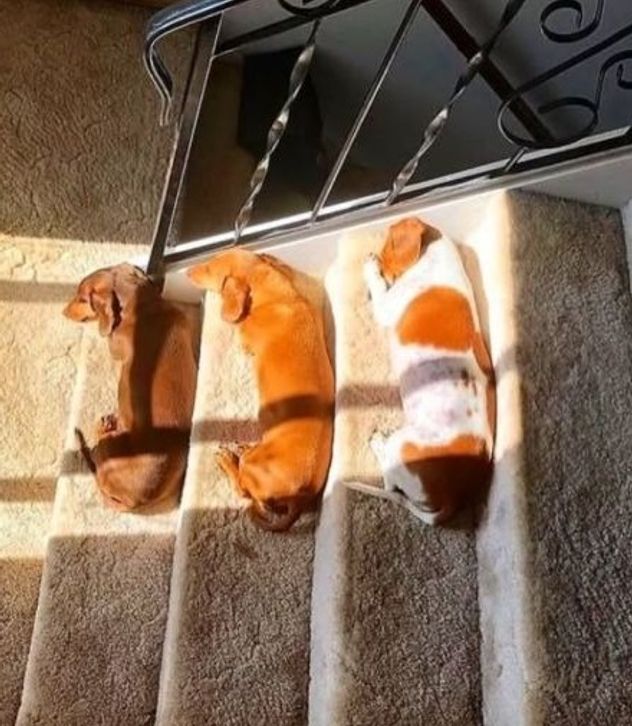 Mario Massaccesi mostró su casa donde vive con sus perros: cómo es por dentro.