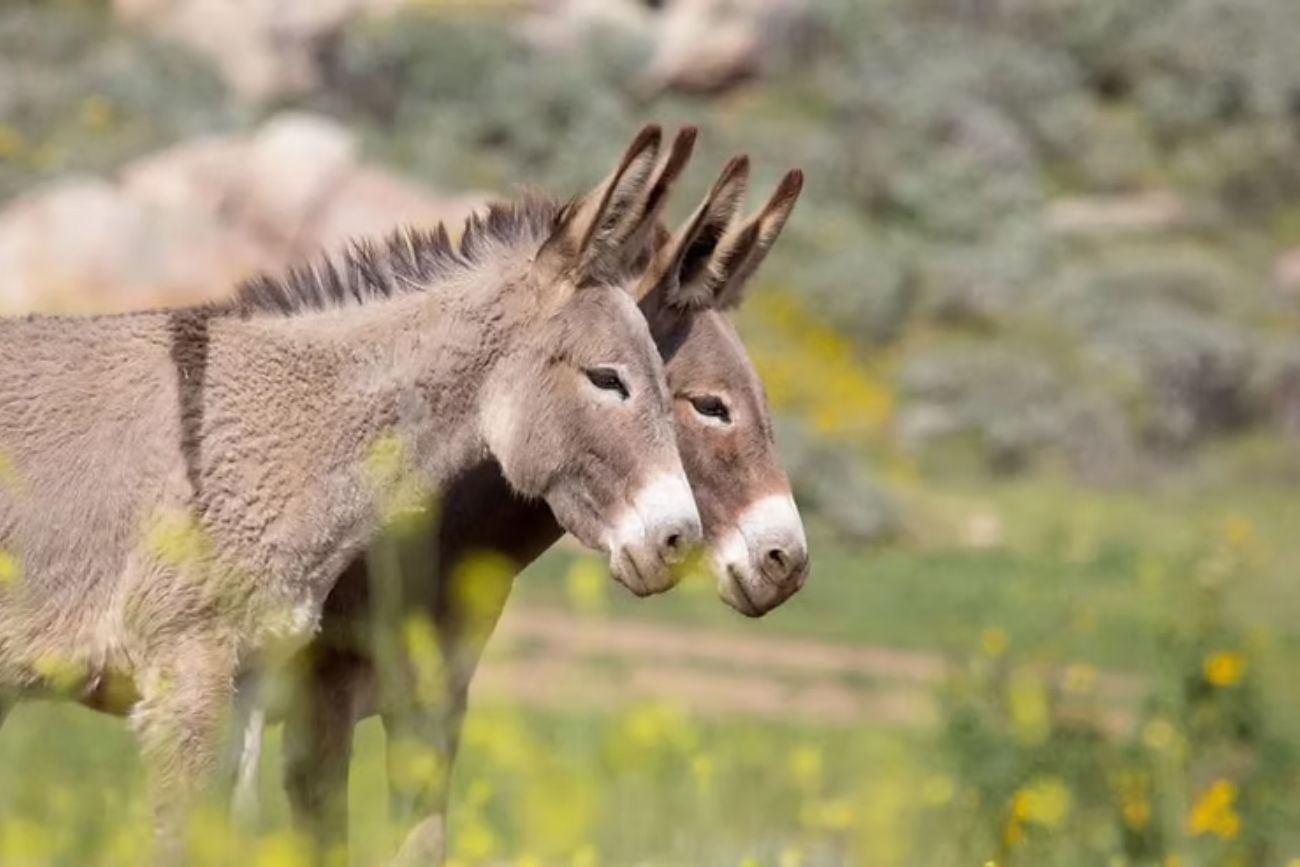 Carne de burro a $ 7.500 el kilo: el proyecto en Chubut que busca instalar un nuevo consumo