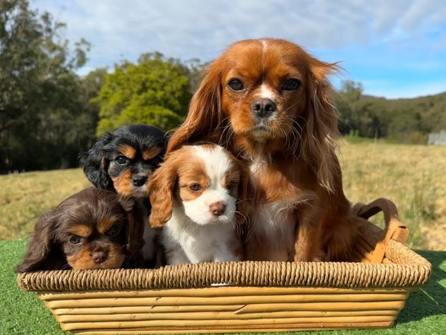 Las 5 razas de perros más tranquilas para tener en casa.