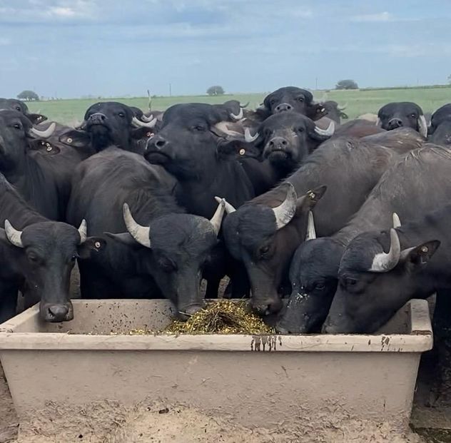 INTEGRACIÓN. Los búfalos, la especie que los hermanos Pretto han incorporado a su menú de producción y de comercialización de carne en su empresa en Sacanta.