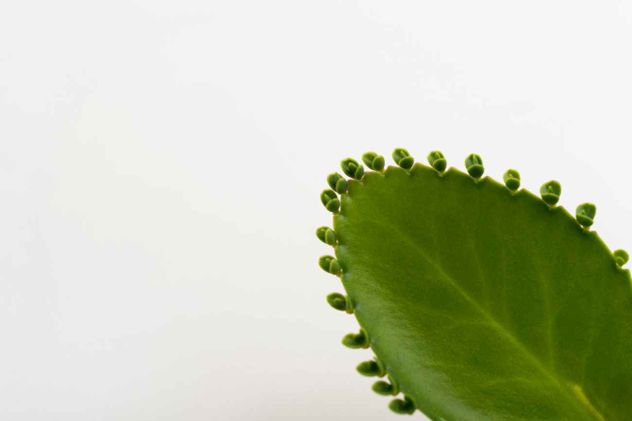 Aunque son especies totalmente diferentes en su origen filogenético y composición química, muchas plantas reciben el nombre de malamadre por una interpretación antropomórfica de su reproducción.