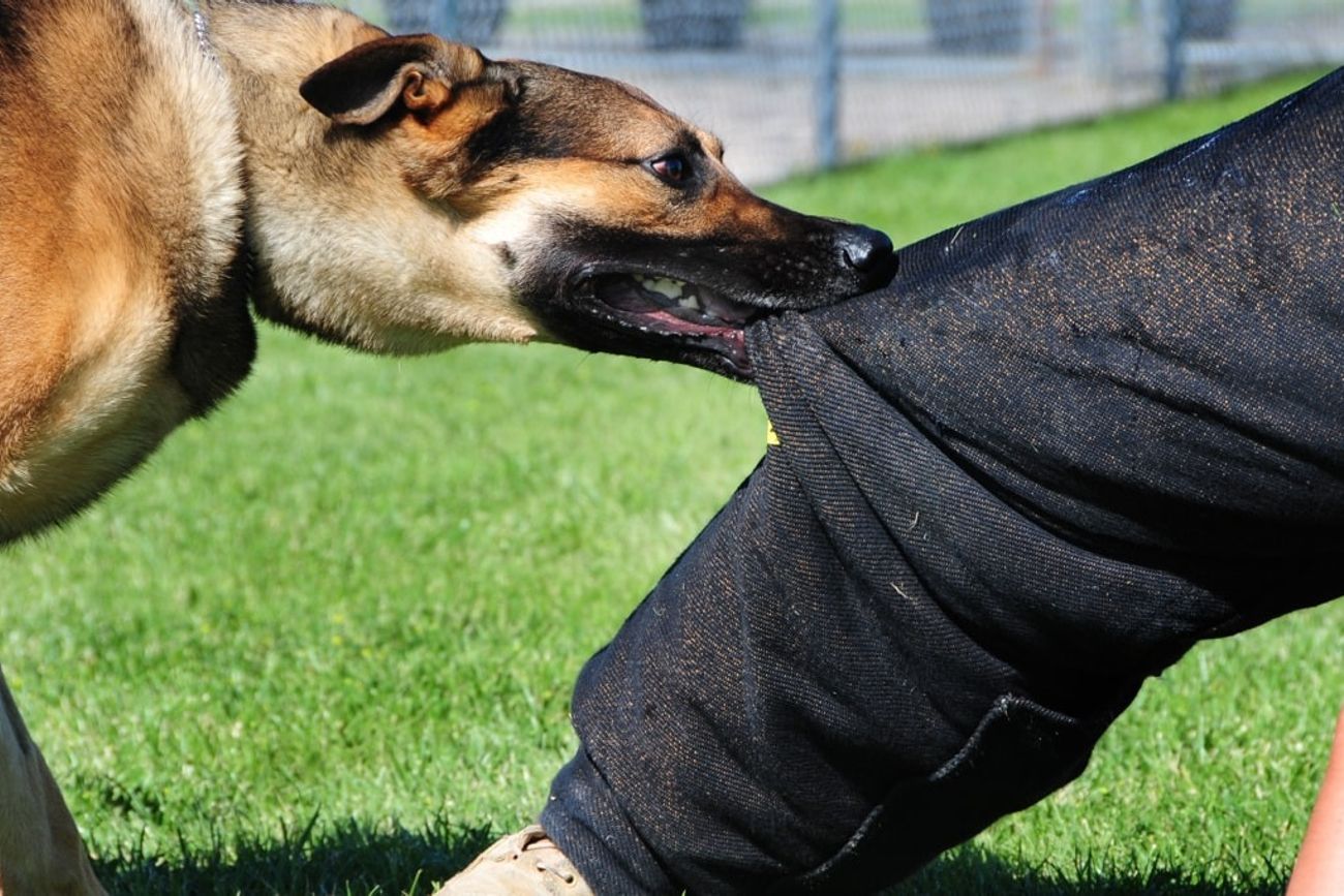 Los perros atacaron a la mujer mientras circulaba en su moto (Imagen ilustrativa) 