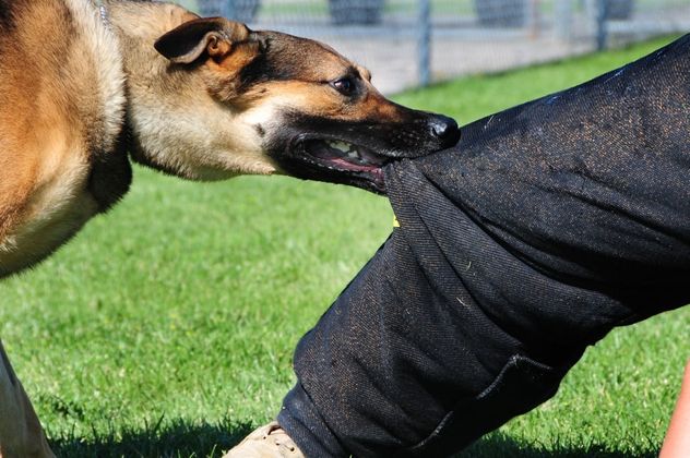 Perros y mordeduras: por qué no existen razas peligrosas según la ciencia.