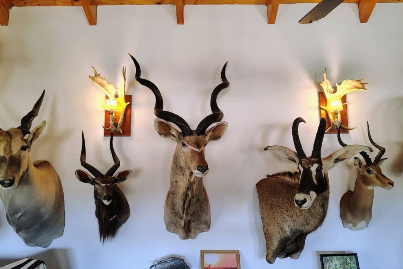 Allanaron el campo de un cordobés en La Pampa: secuestran más de mil trofeos de caza y animales embalsamados