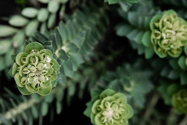 Aunque son especies totalmente diferentes en su origen filogenético y composición química, muchas plantas reciben el nombre de malamadre por una interpretación antropomórfica de su reproducción.