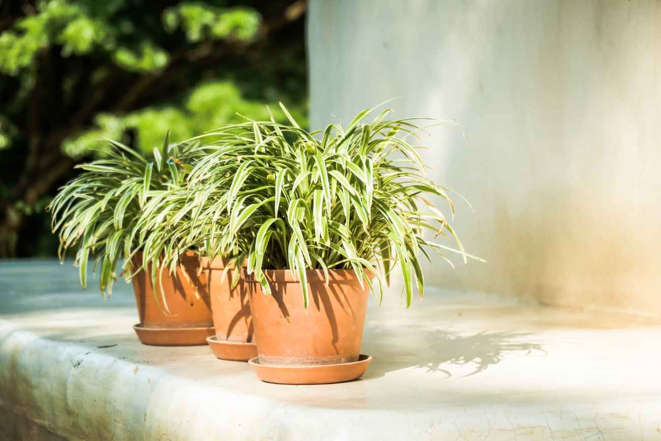 Aunque son especies totalmente diferentes en su origen filogenético y composición química, muchas plantas reciben el nombre de malamadre por una interpretación antropomórfica de su reproducción.