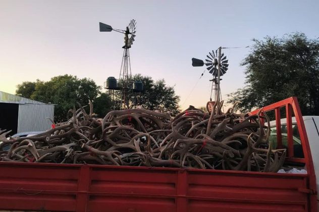 Allanaron el campo de un cordobés en La Pampa: secuestran más de mil trofeos de caza y animales embalsamados