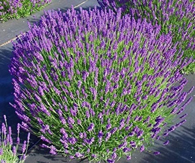 Ni suculentas ni cactus: la planta ideal para abril que casi no necesita cuidados.